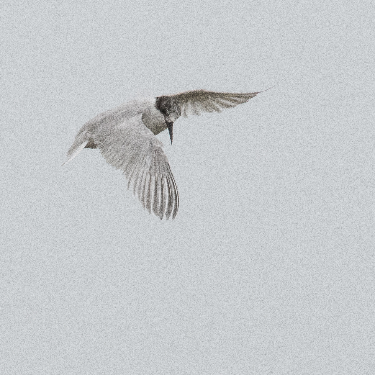 Sterne des baleiniers (Damara tern, Sternula balaenarum), adulte internuptial, Walvis Bay, Namibie
